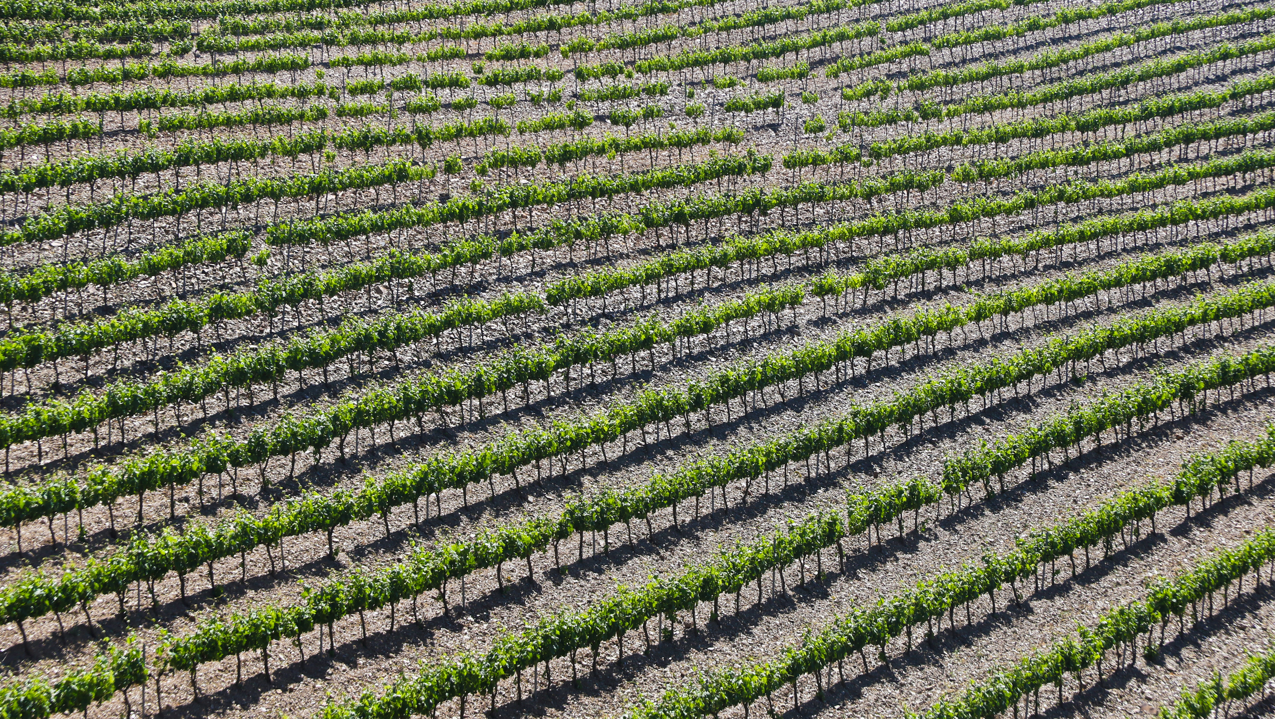 Vineyards of Granada