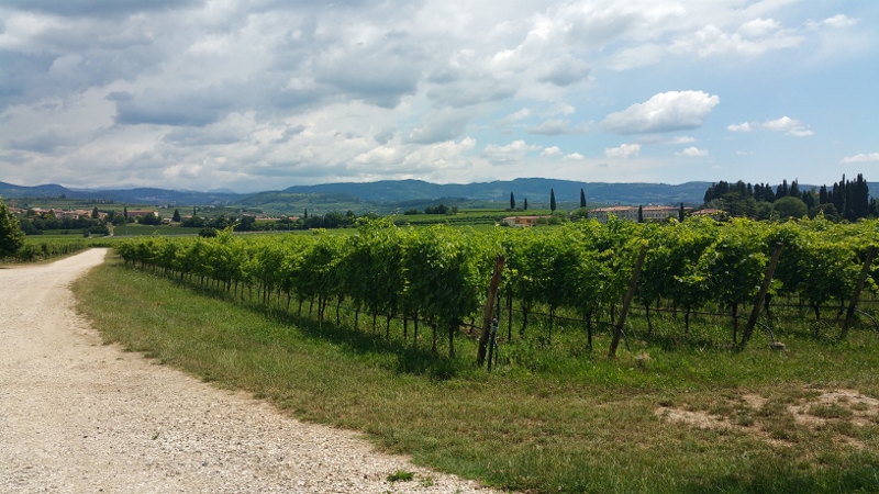 The Vineyards of Marchei Fumanelli