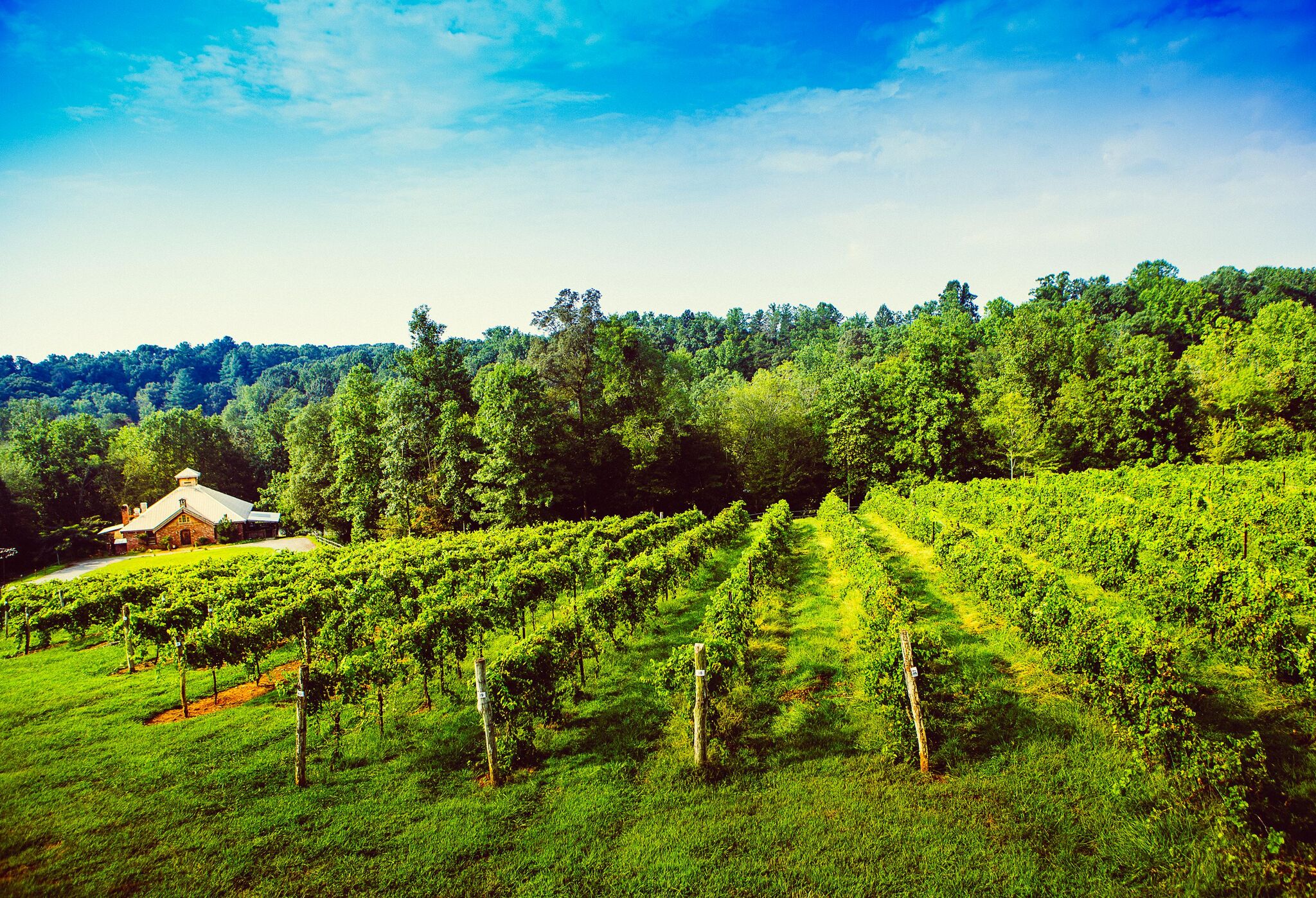 Elkin Creek Vines | Photo Credit: Surry County Tourism