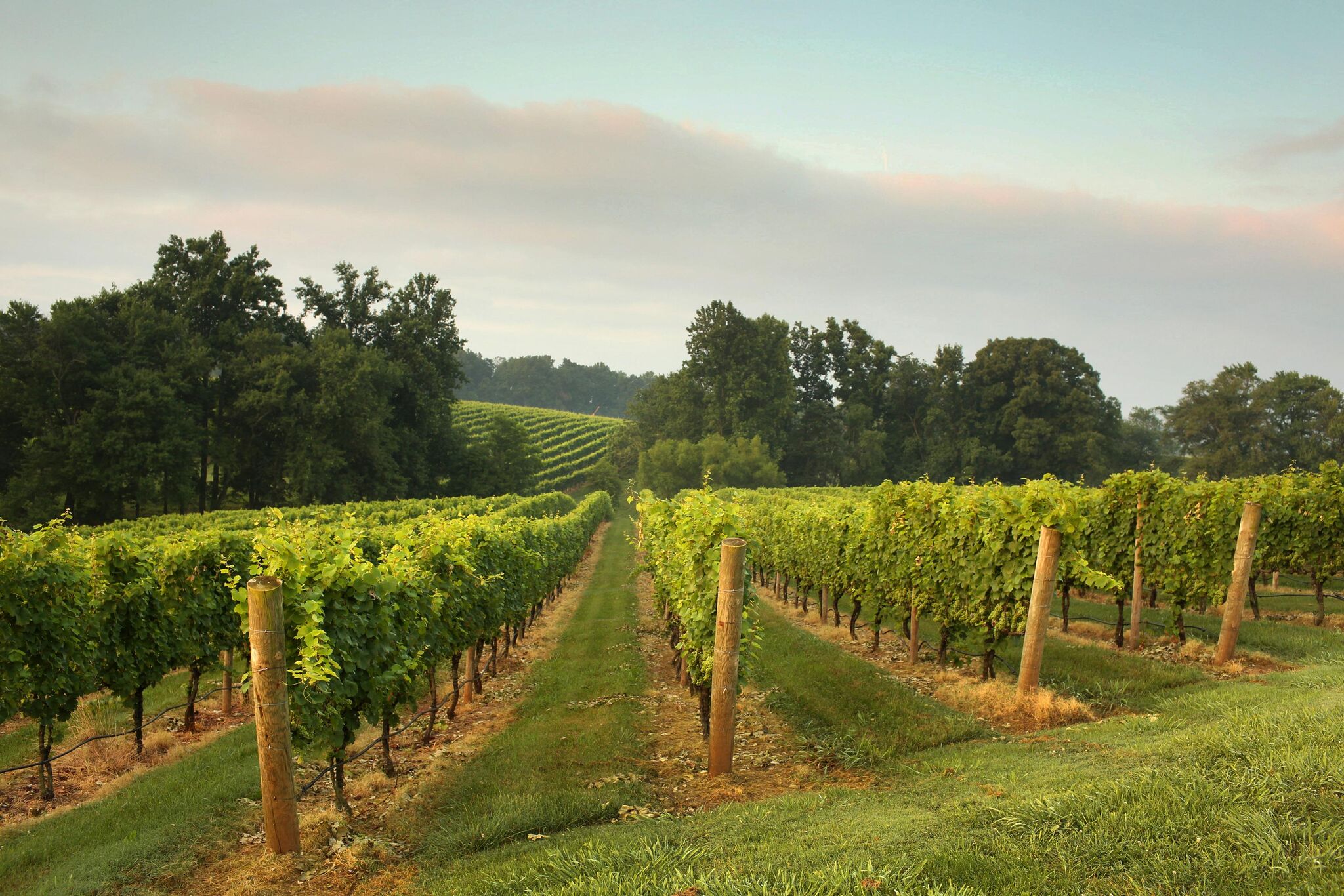 Shelton Vineyard | Photo Credit: Travis Dove