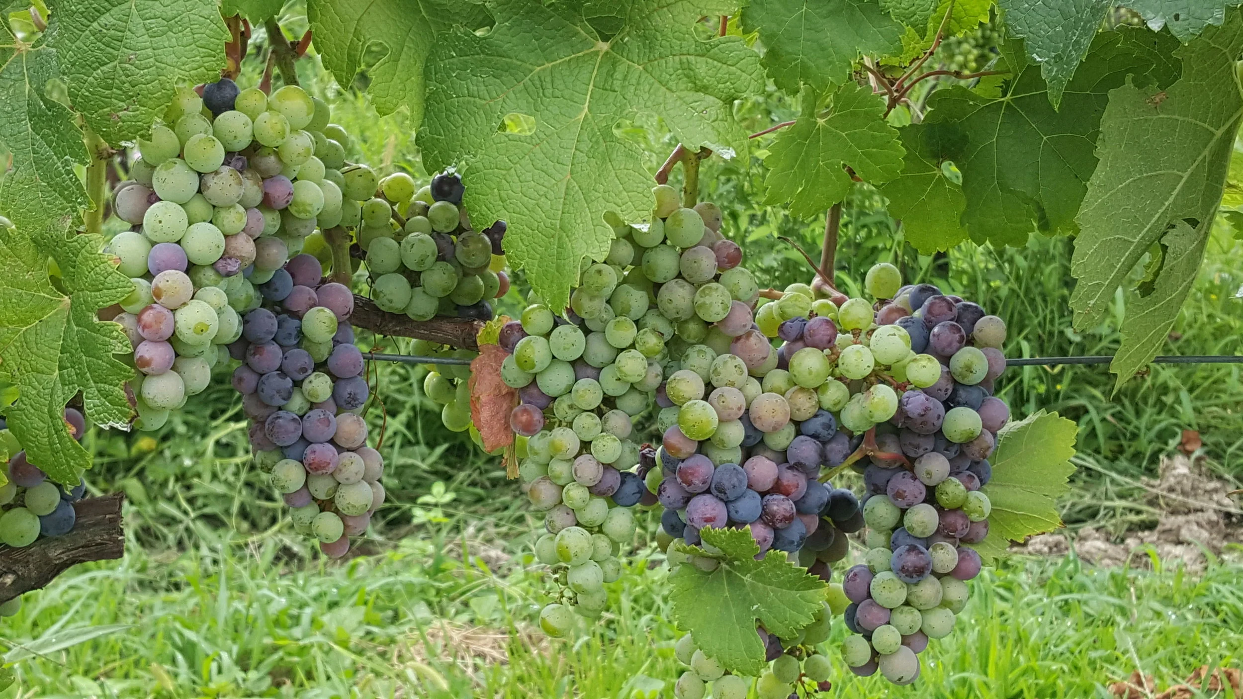 Maryland Vines