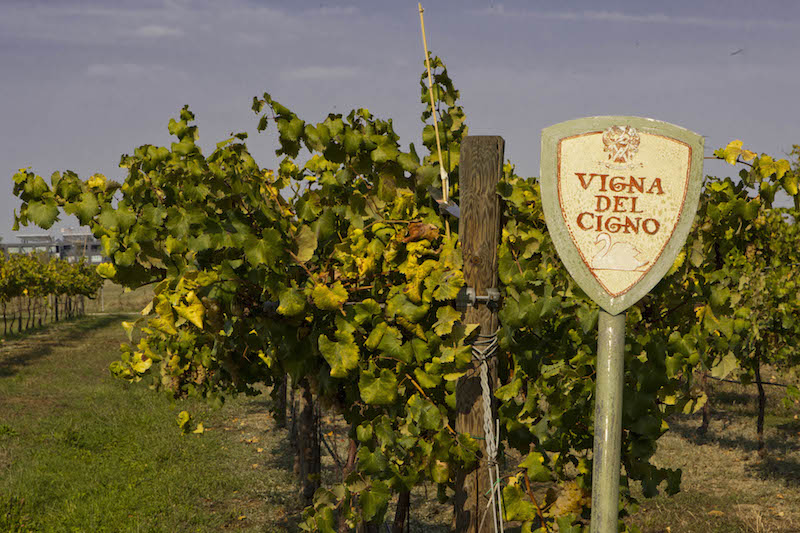 Vigna Del Cigno