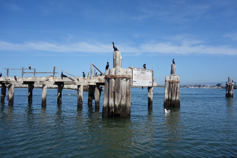 Elkhorn Slough Safari Tour