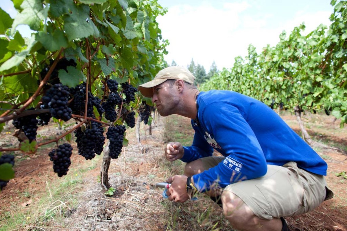 Jesse Lange in Vineyard | Photo Credit: Lange Estate Winery