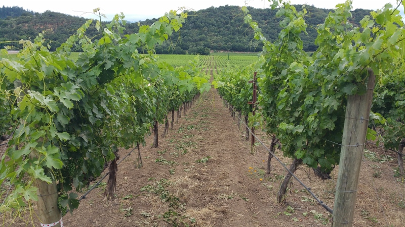 Stags' Leap Winery