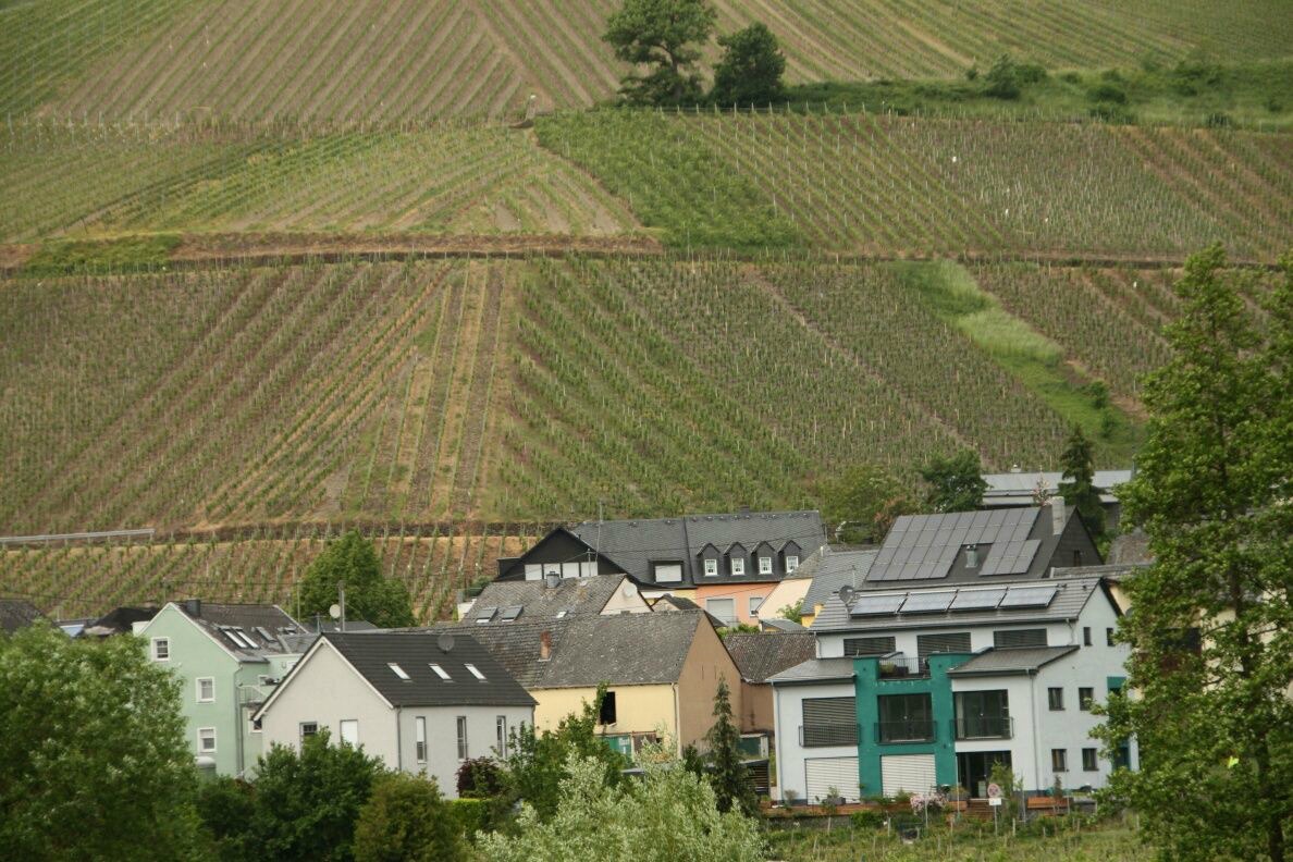 The steep vineyards climb up the hillsides behind the villages.