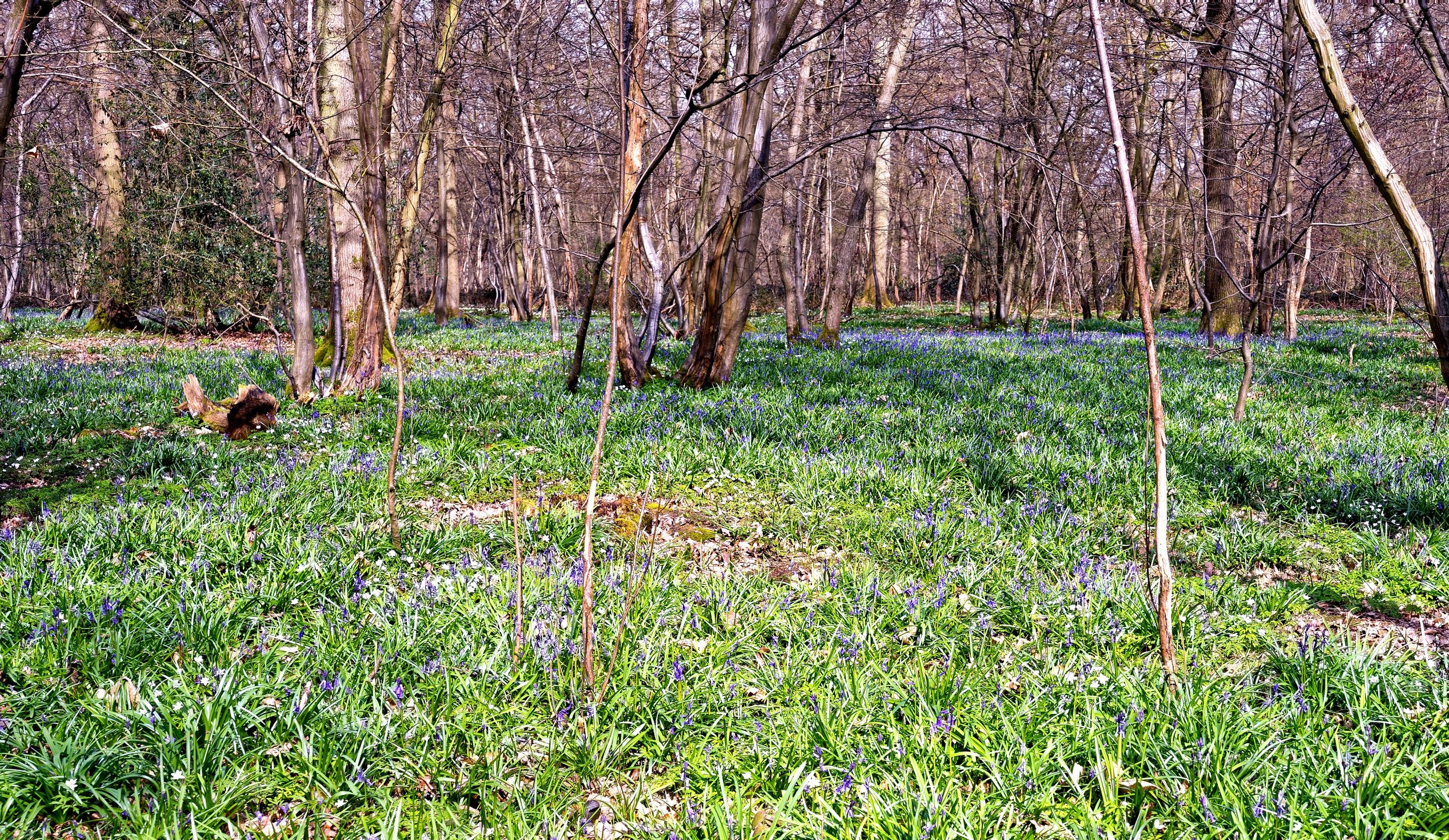Spring Flowers in the Wood - Hush Heath Estate