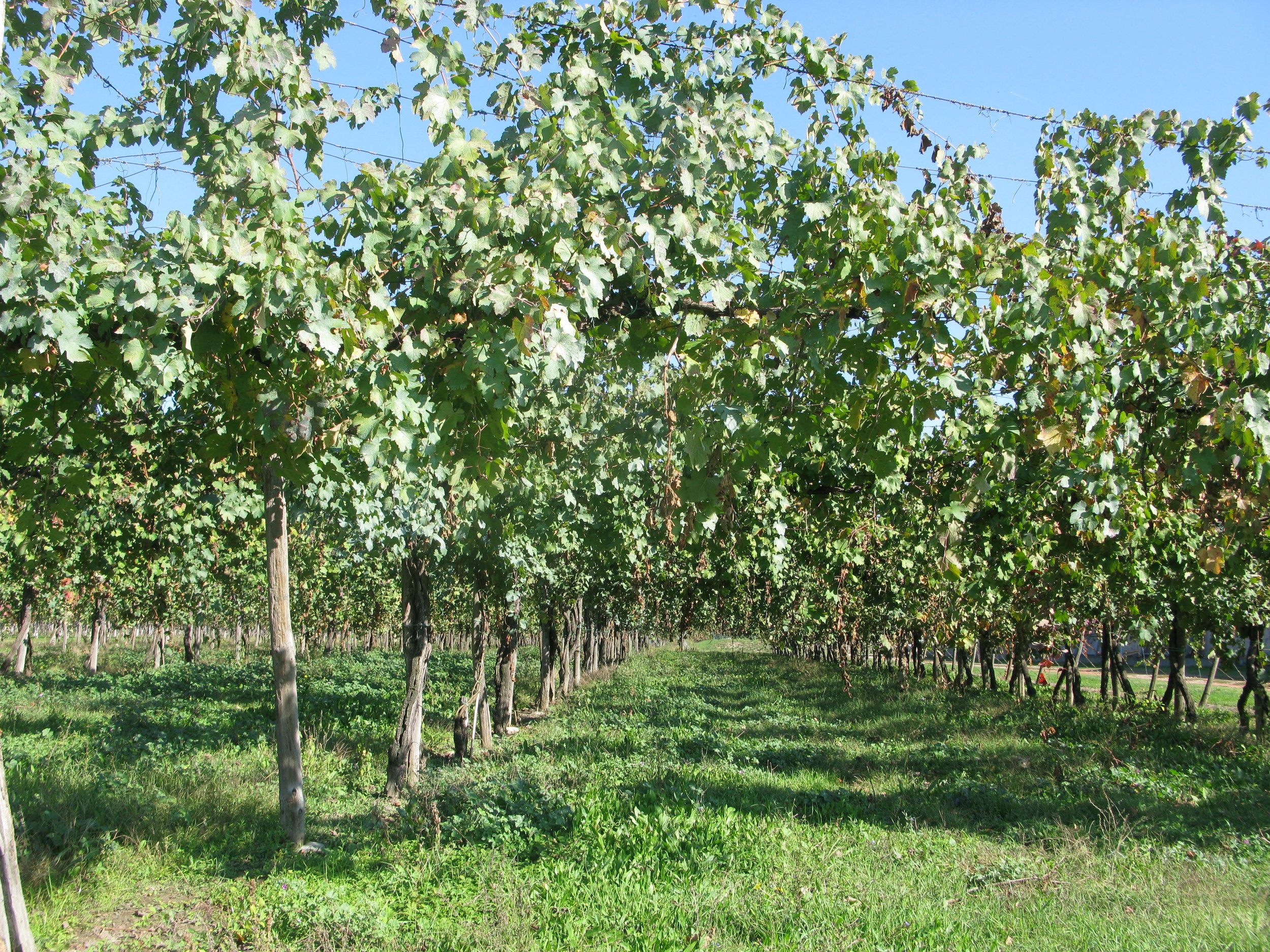 Old Lambrusco Vines - Traditional Pergola Training System