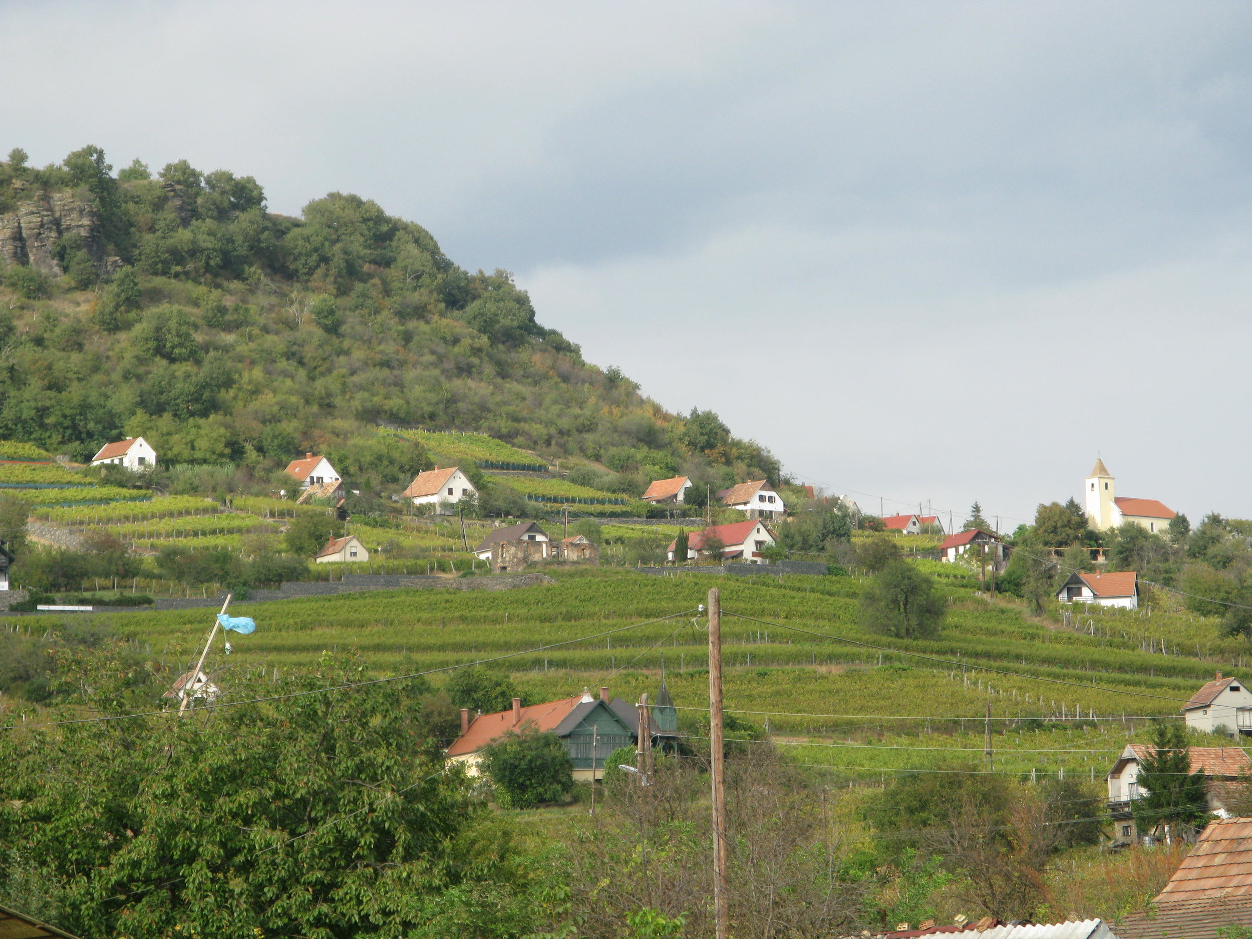Juhfark Somlo