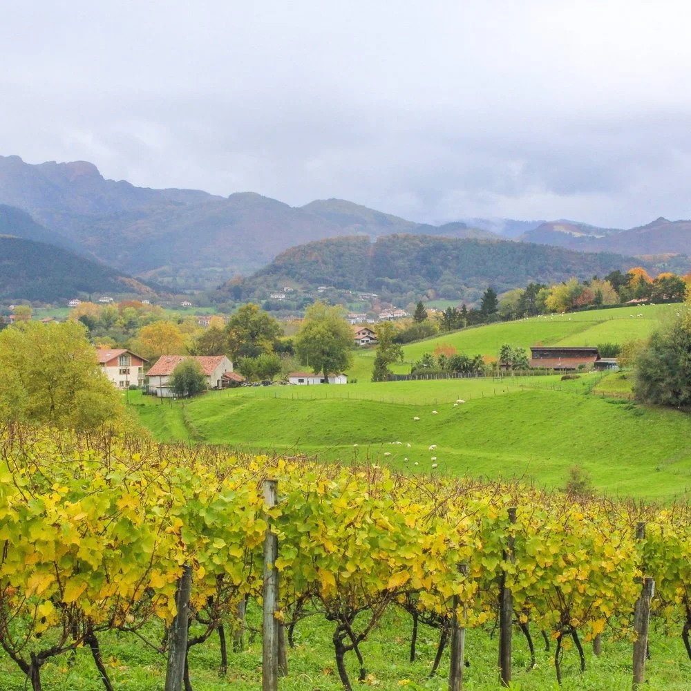 Rainy Vineyard Scape In Basque Country Spain, November 2017. By Marisa McCann Www.GirlWithGlass.Com Instagram @Girlwithglass