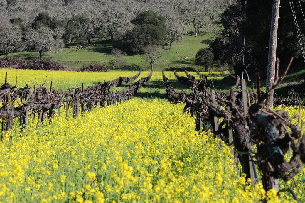 Mustard.jpg
