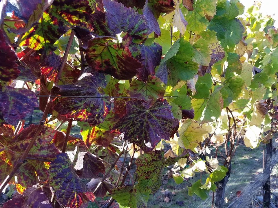 Grape leaves.jpg