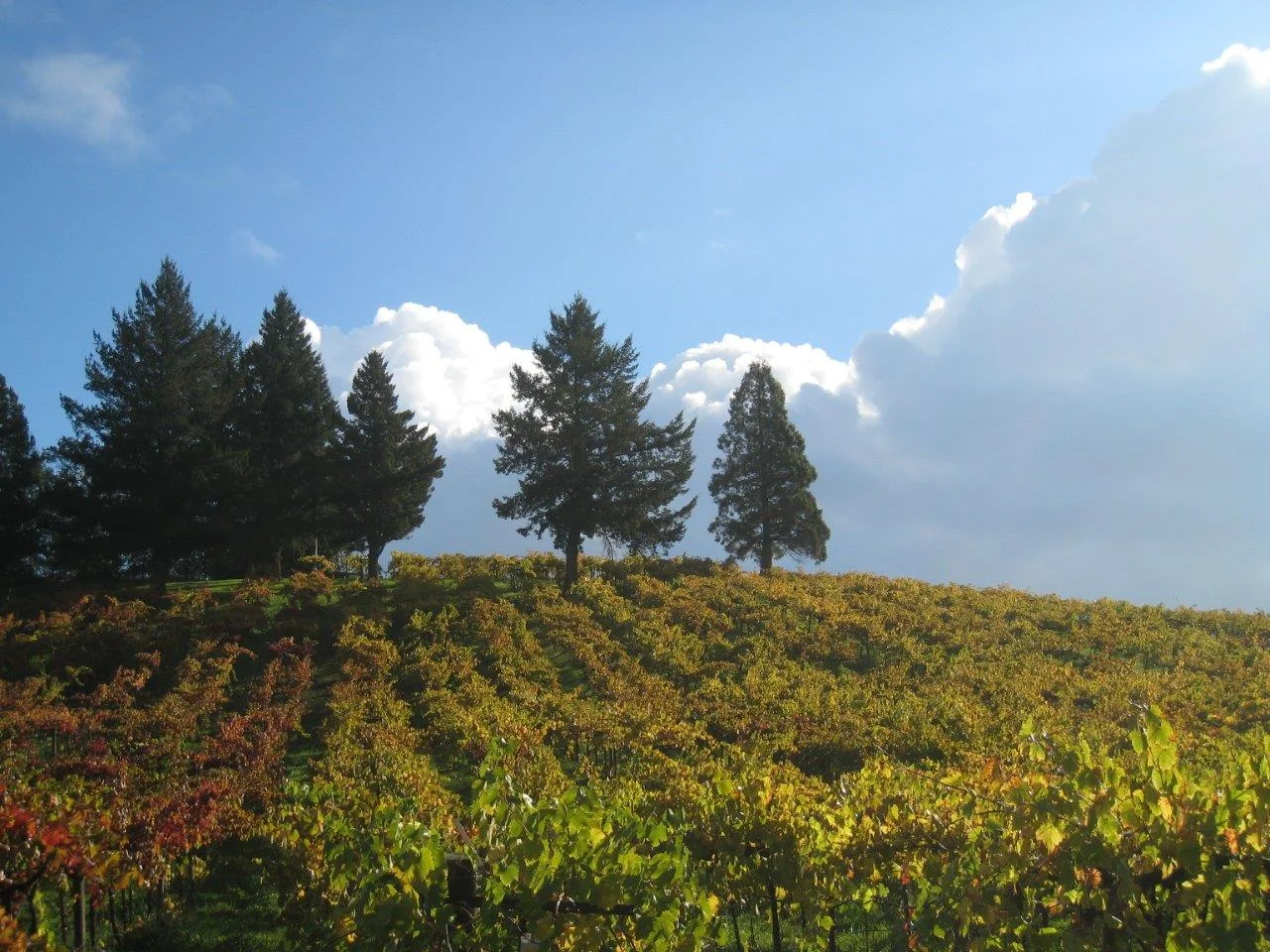 Acorn Winery (photo credit: Acorn)