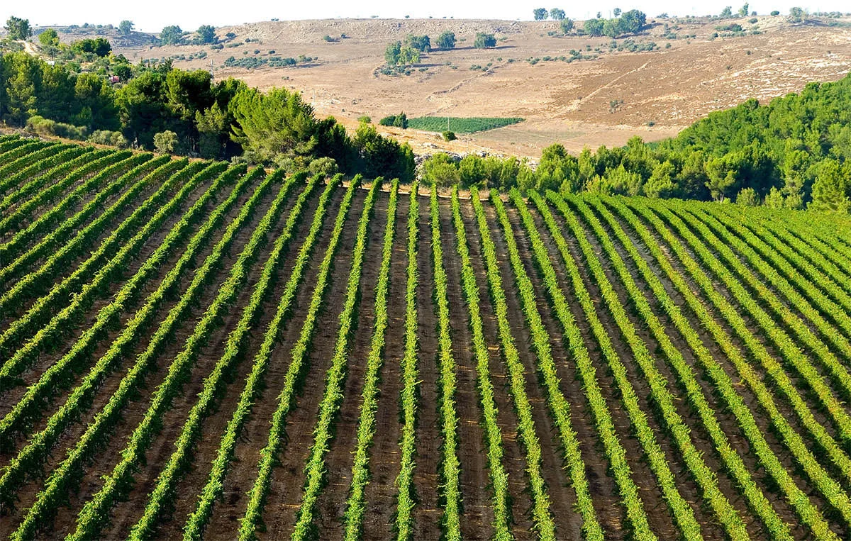 Kayoumi vineyard near Meron Mountain in the Upper Galilee. Credit Carmel Winery