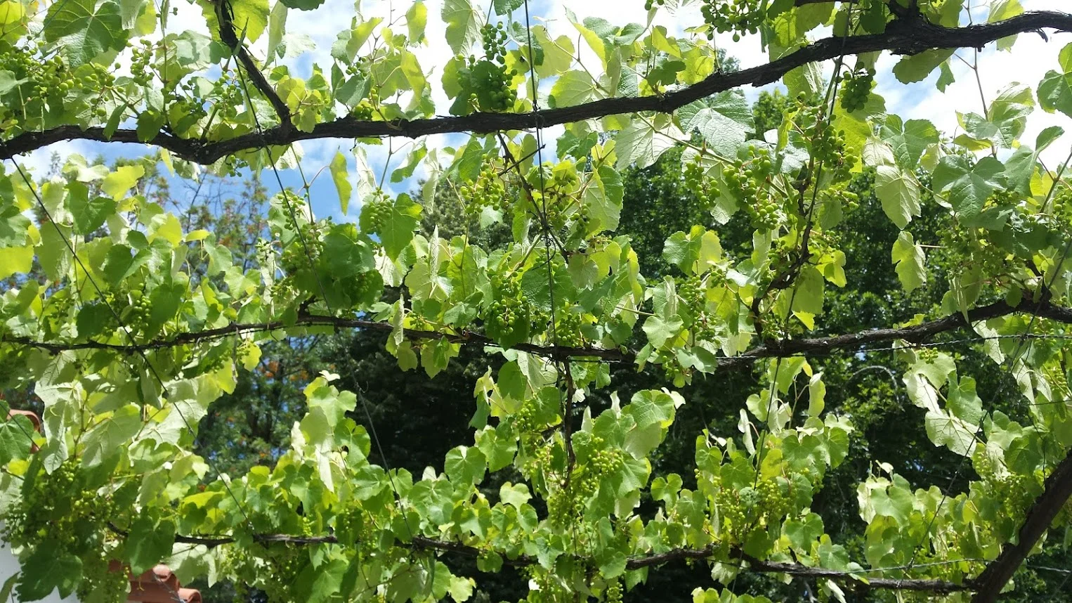 pergolatrellisvinhoverde-stacyslinkard.jpg