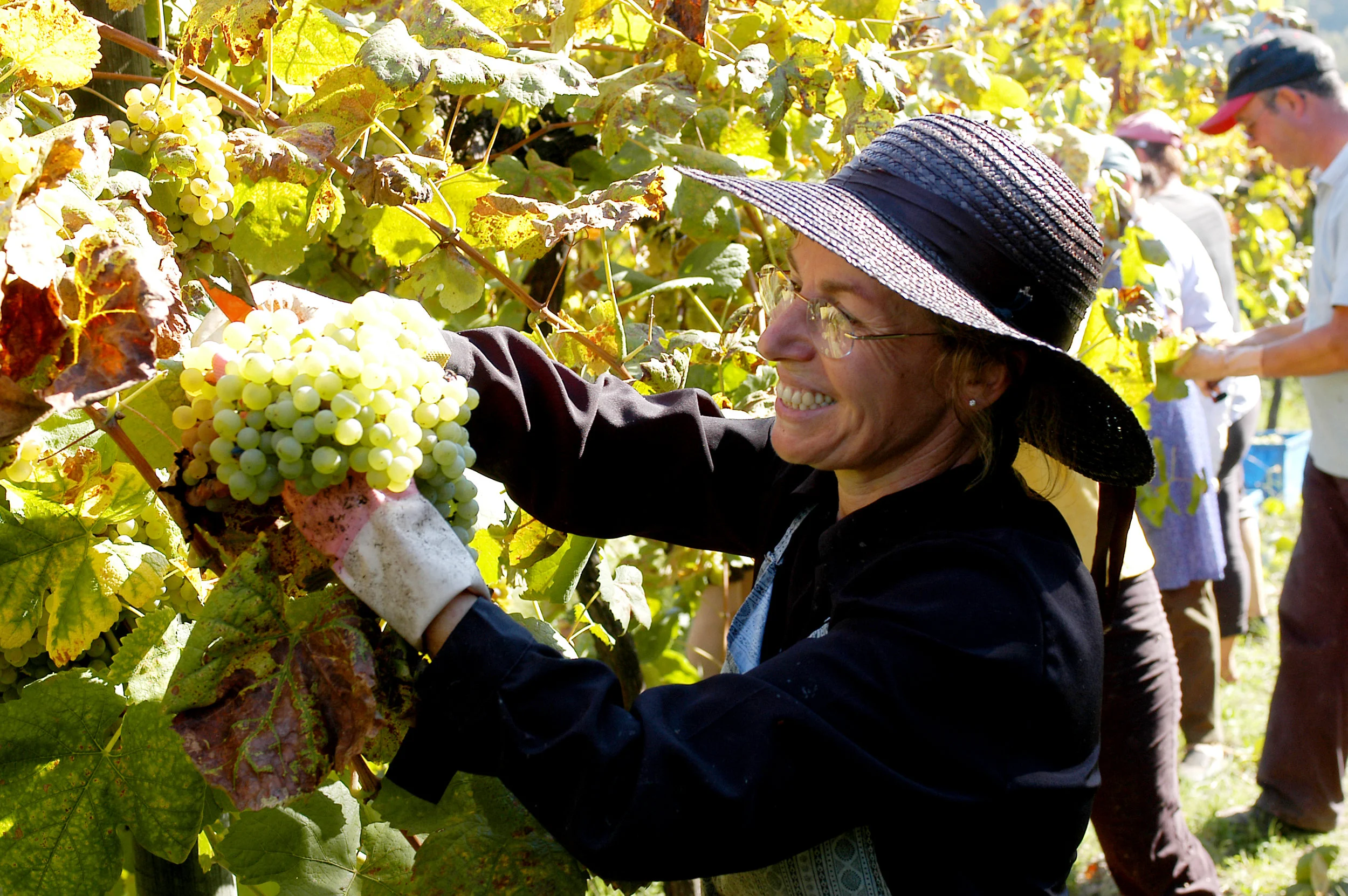 Harvest