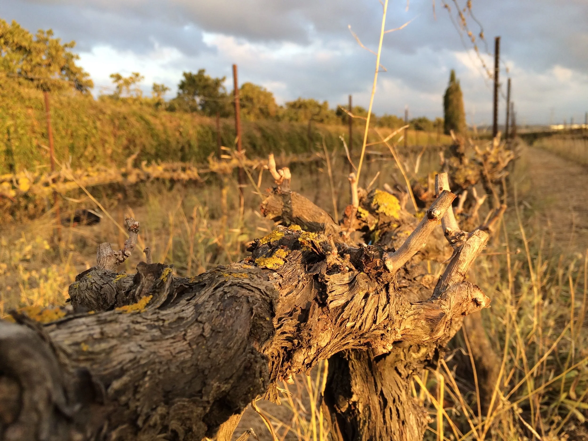 Margalit’s Binyamina Vineyard at Sunset