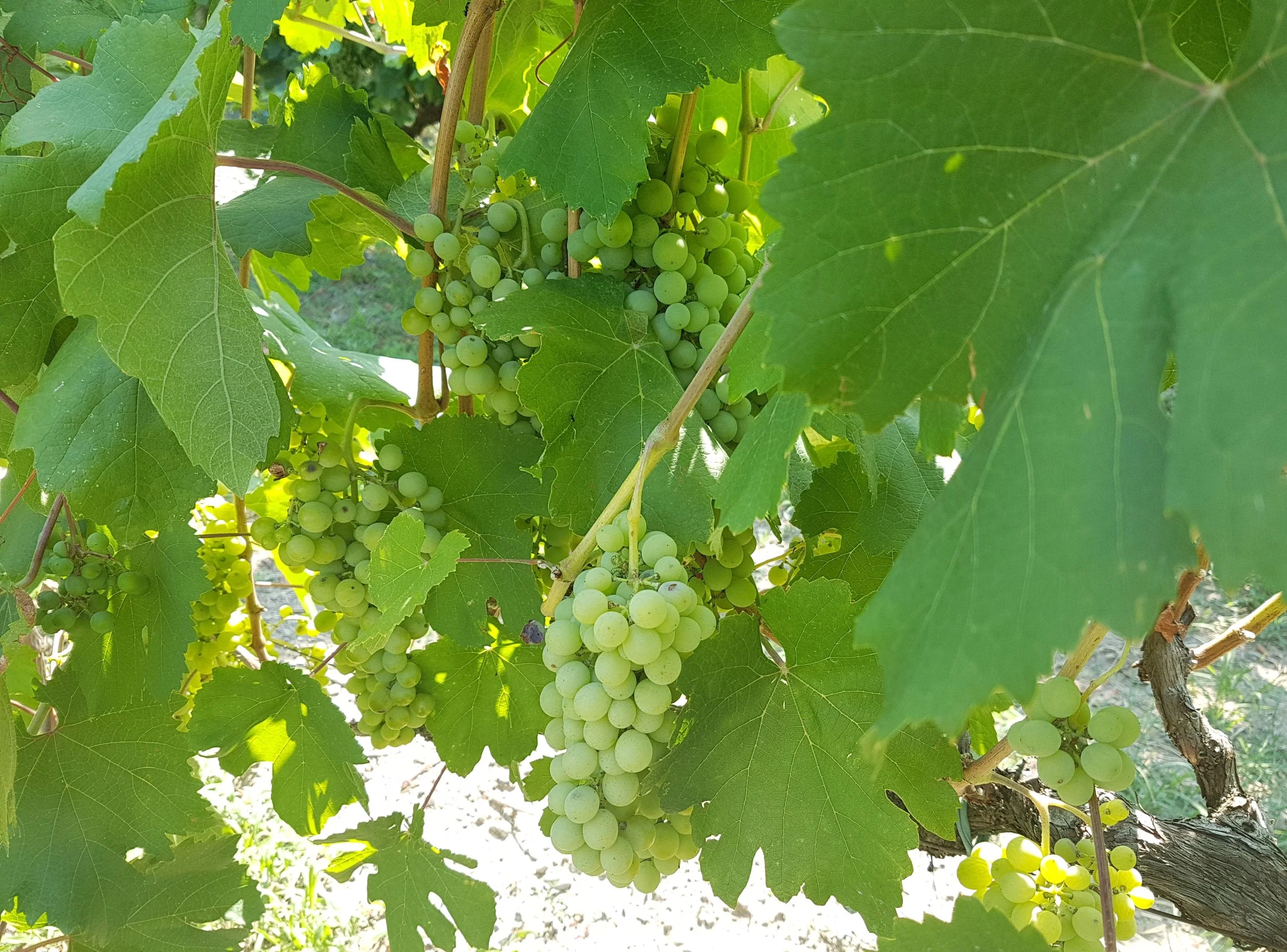 Shesh i bardh grapes in the Zadrima vineyards.