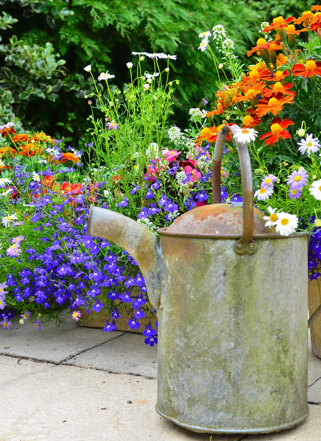 Wild Flowers and Watering Can