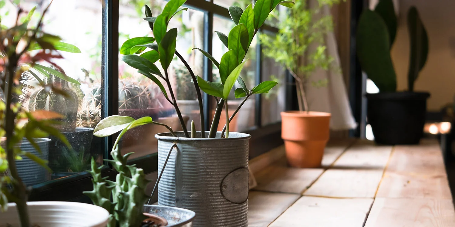 spectacular-spaces-home-interiors8_78815070-potted-plants-in-good-window-light.jpg