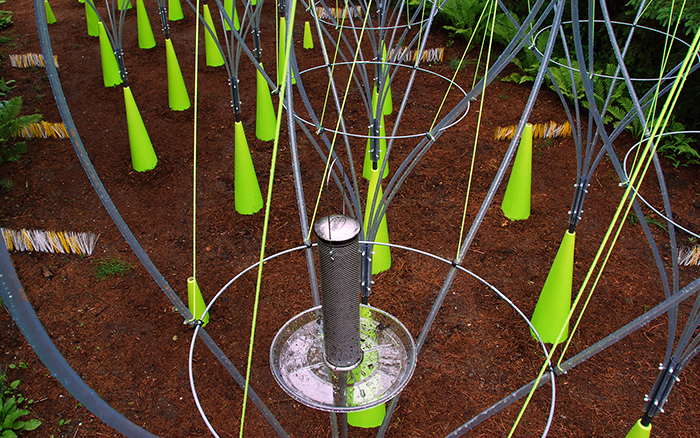 2009 - seedling - 2.jpg