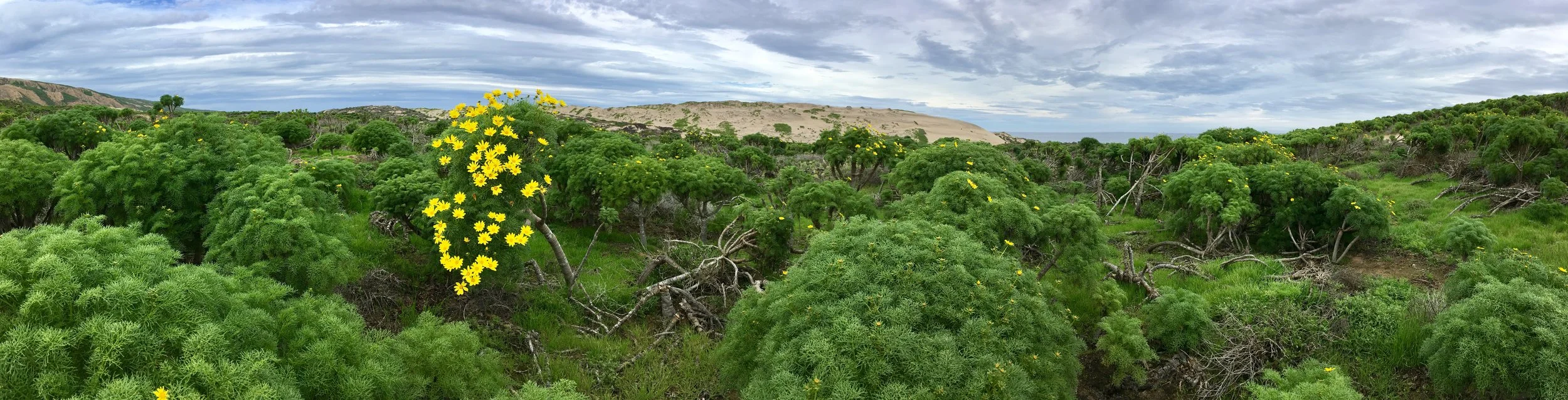 The wind, isolation, and story of the lone woman are the inspiration for the San Nicolas movement. Over a tumultuous base of strings and woodwinds, a single soprano voice carries the melody thought to have been the lone woman's song recorded on wax cylinder in 1913.