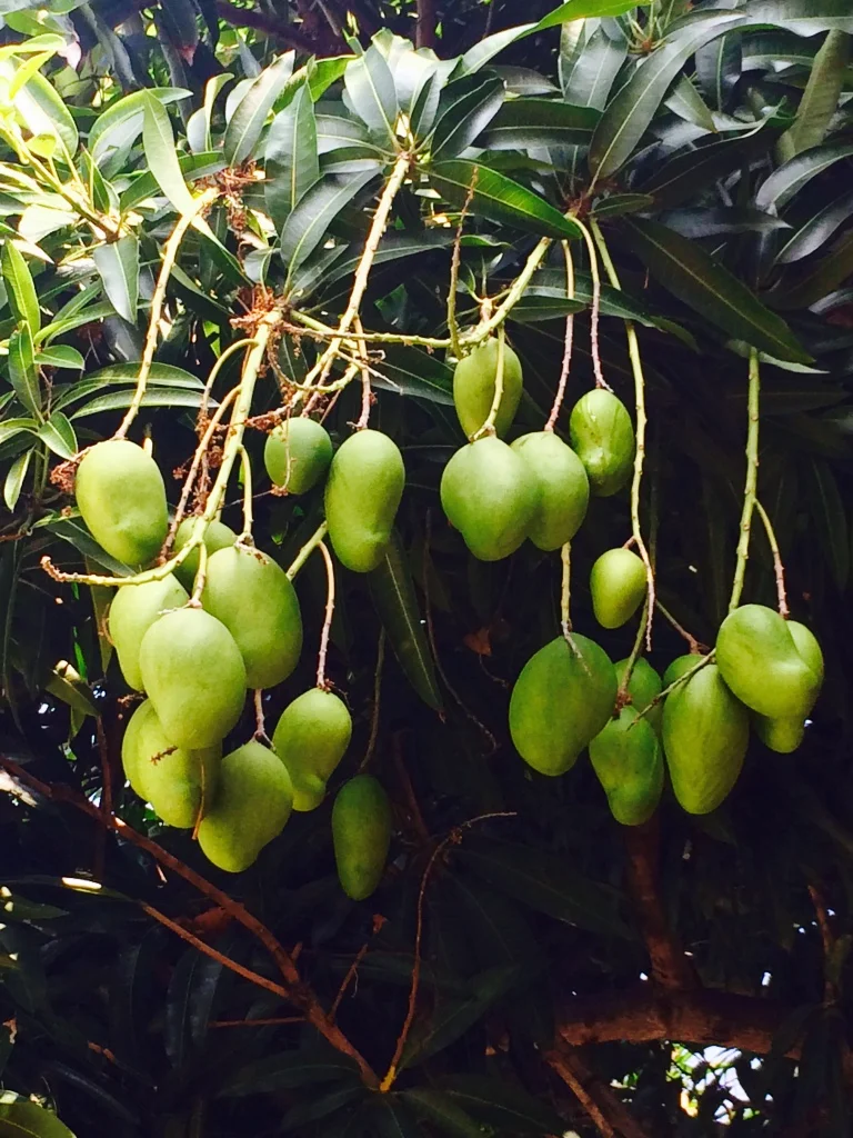 So much Fruit!