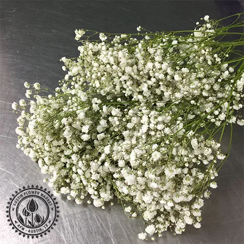 babys-breath.jpg