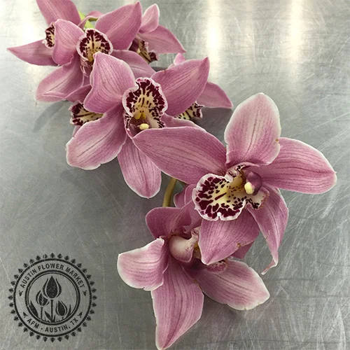 cimbidium-orchid.jpg