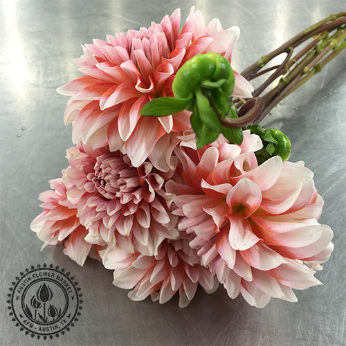 dahlia.jpg