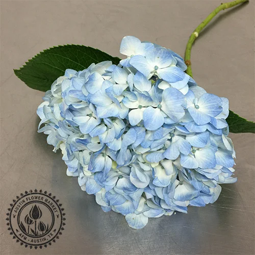 hydrangea-light-blue.jpg