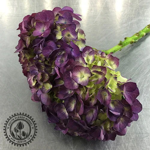 hydrangea.jpg