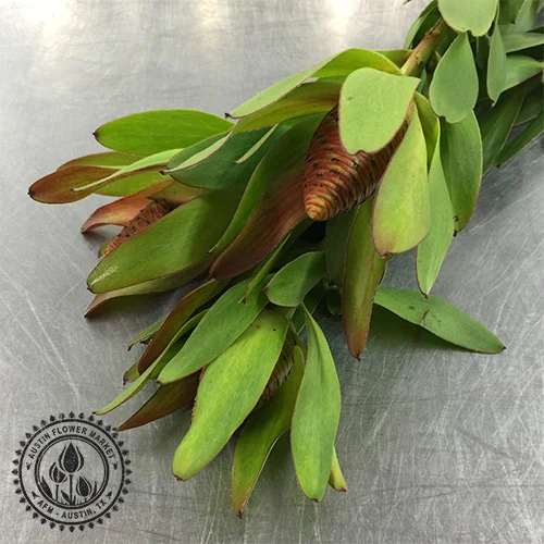 leucodendron.jpg