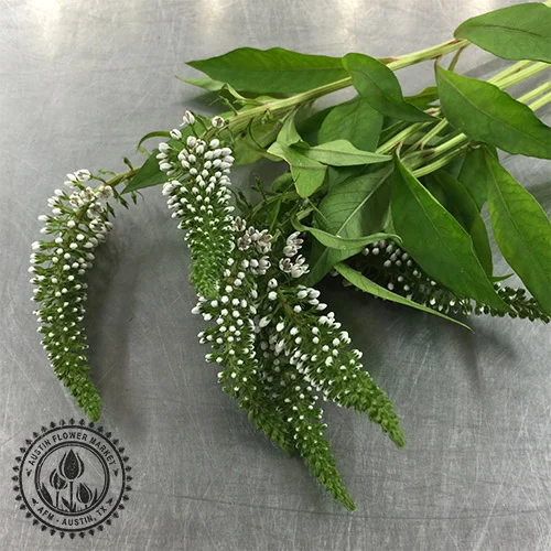 lysimachia.jpg