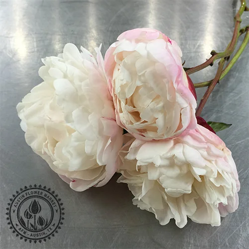 peonies.jpg