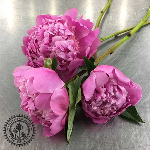 peonies_dark-pink.jpg