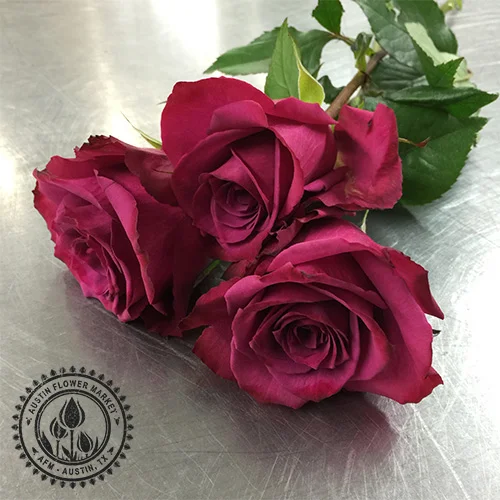 rose-dark-pink.jpg