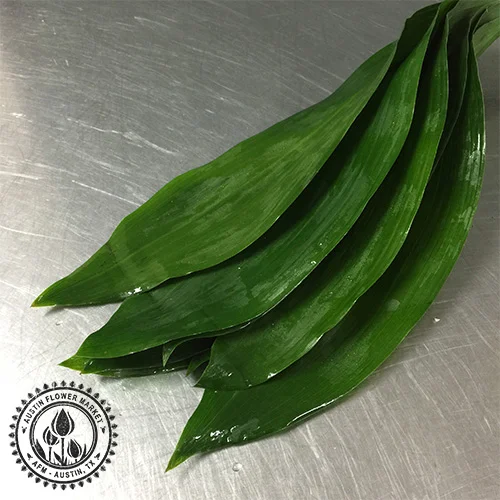 aspidistra.jpg
