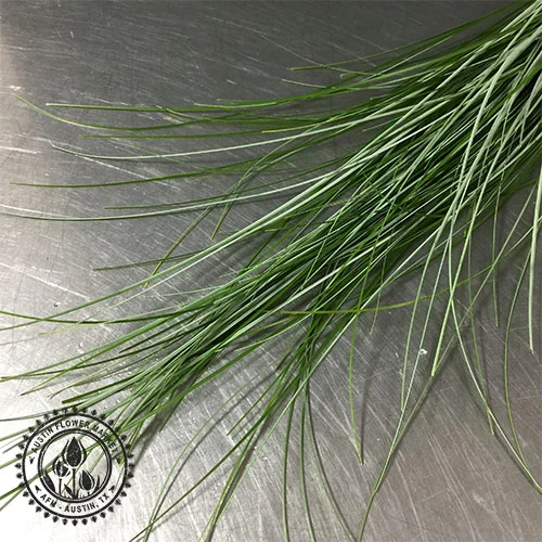 bear-grass.jpg