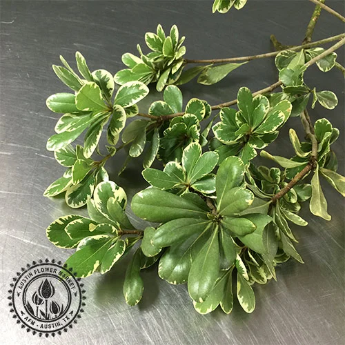 pittosporum.jpg
