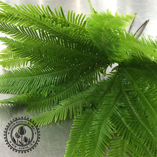UMBRELLA FERN — AUSTIN FLOWER MARKET