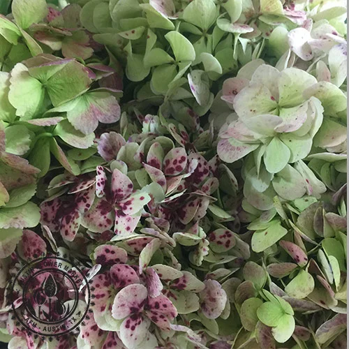 Antique-Hydrangea2.jpg