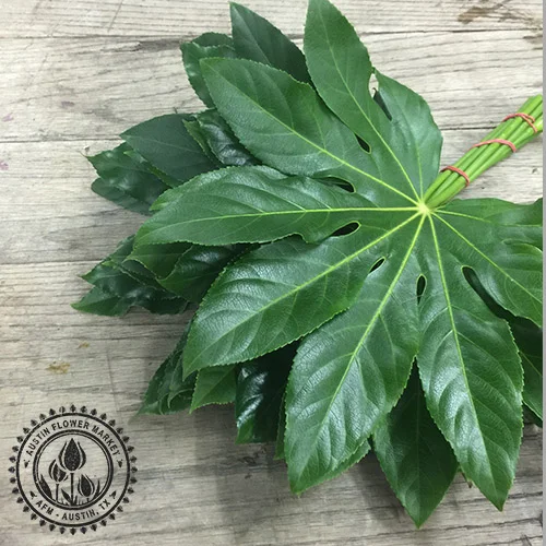 Aralia.jpg