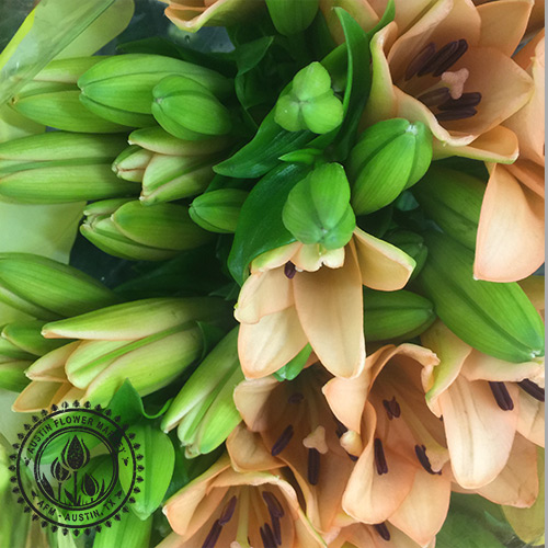 Asiatic-Lily2.jpg