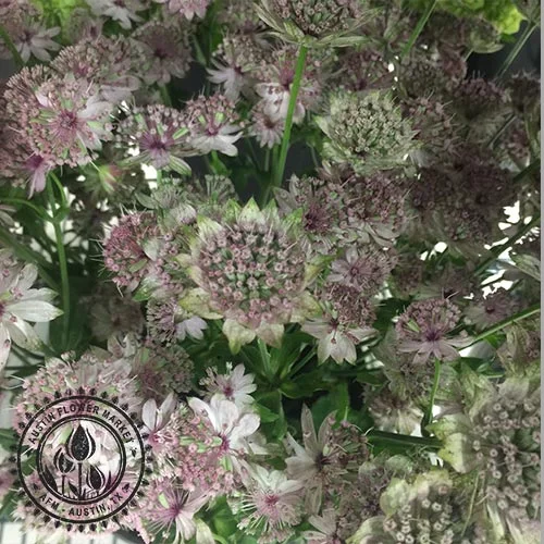 Astrantia3.jpg