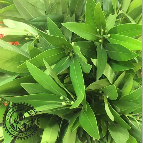 Bay-Laurel2.jpg