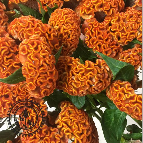Celosia3.jpg