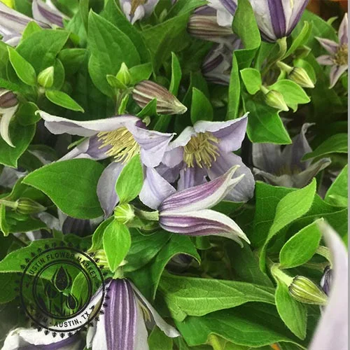 Clematis2.jpg