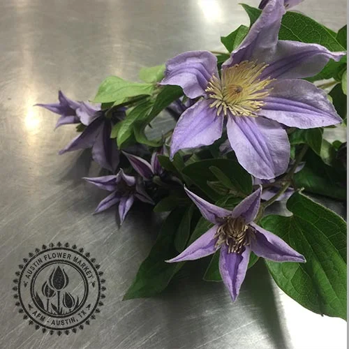 Clematis.jpg
