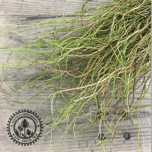 CURLY WILLOW — AUSTIN FLOWER MARKET